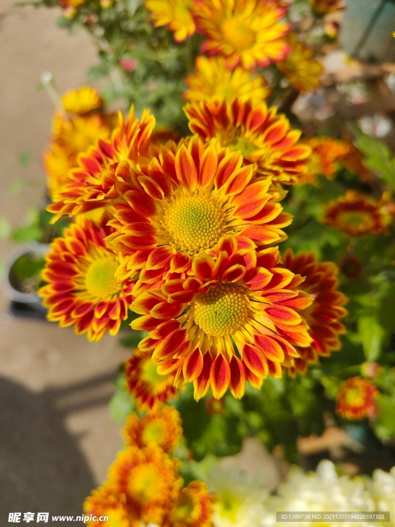 菊花