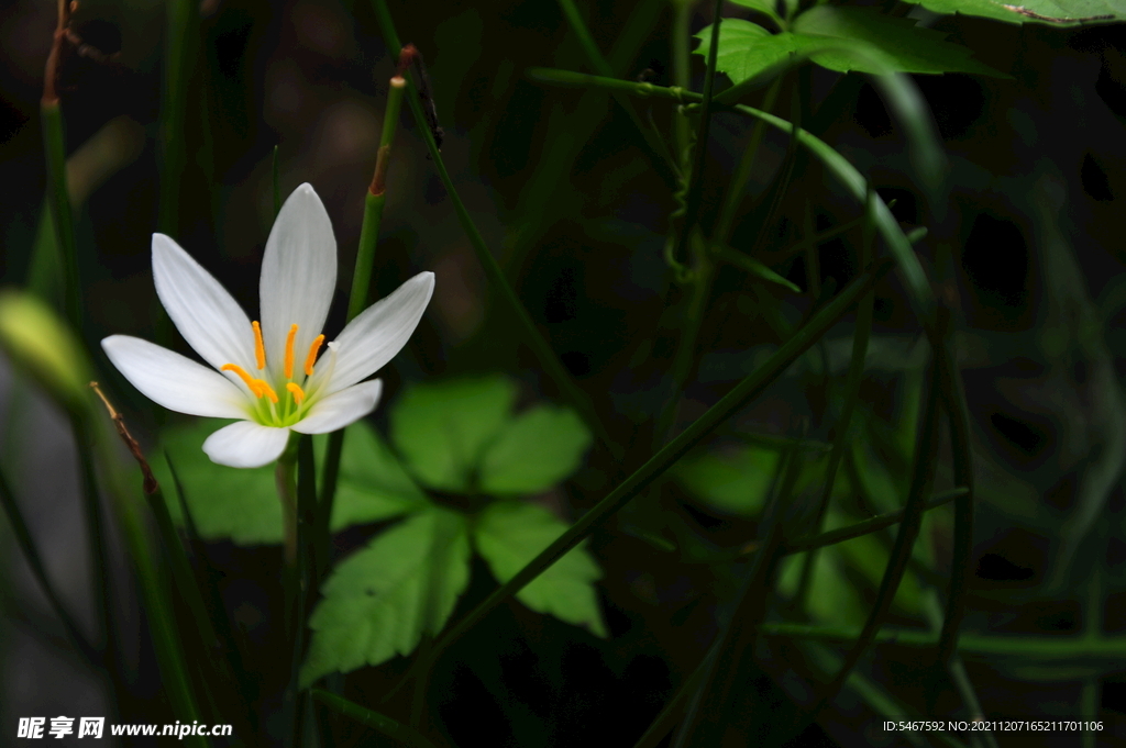 小白花