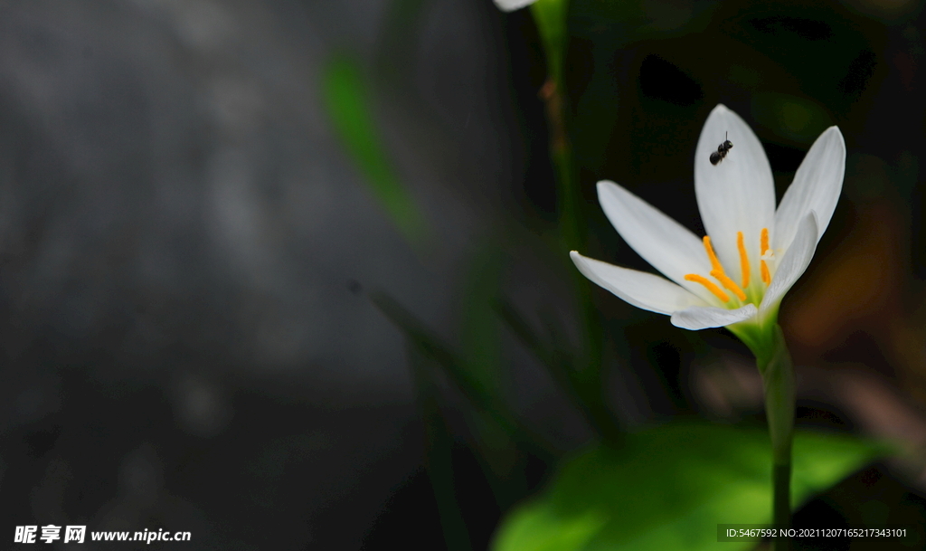 小白花