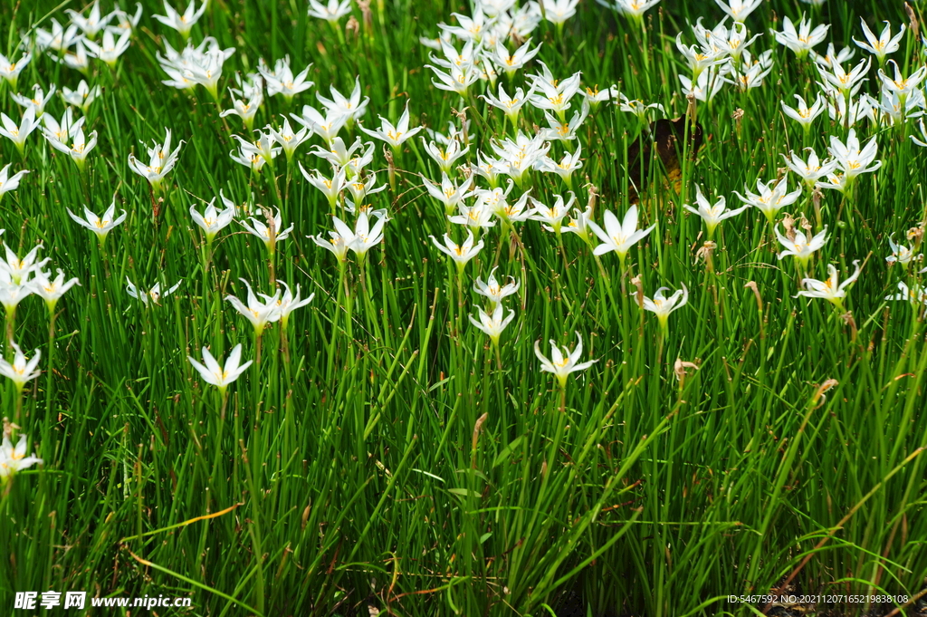 小白花