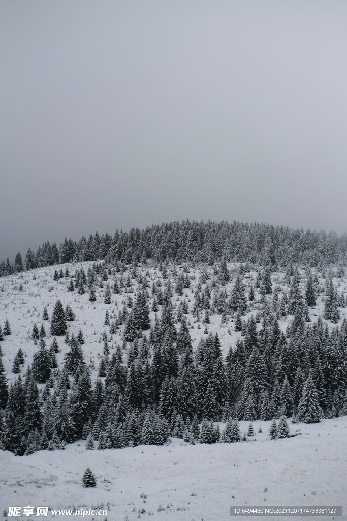 山地雪山冬季森林阴天