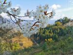 李子花