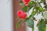 茶花