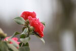茶花