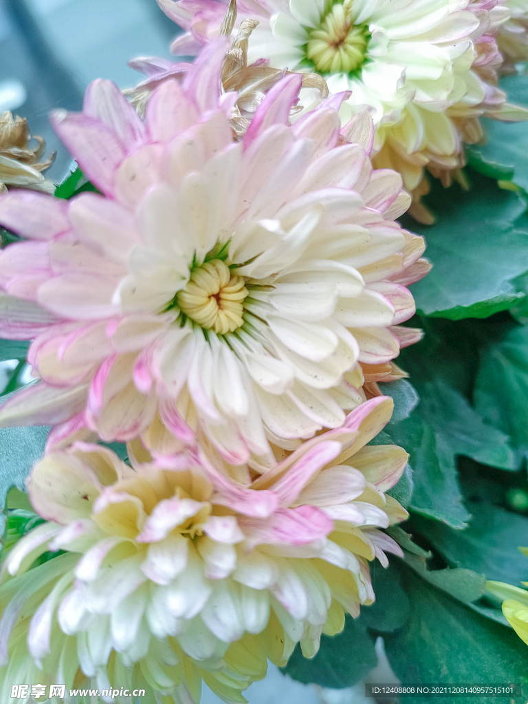 菊花