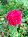 月季花