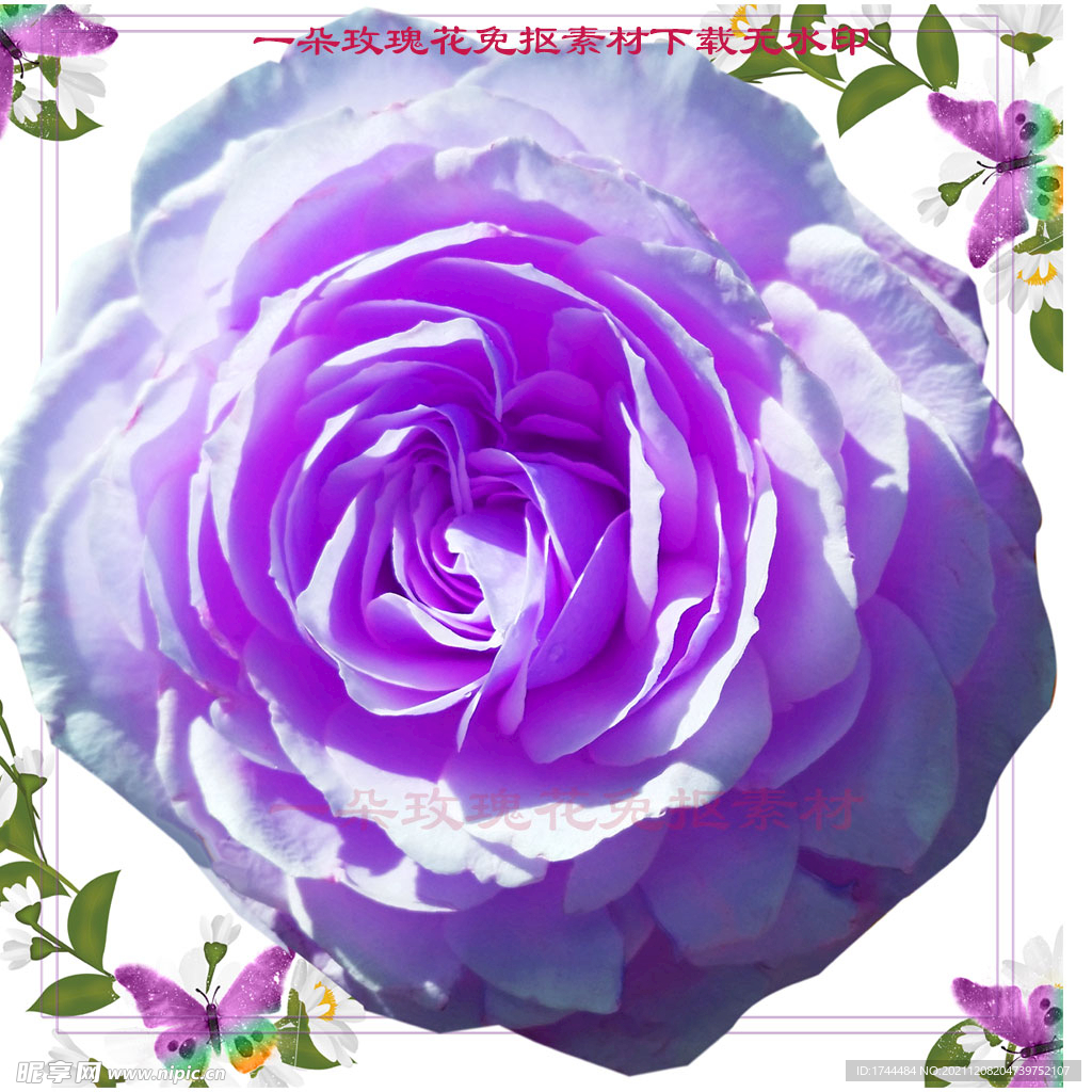 玫瑰 玫瑰花 紫色 - Pixabay上的免费照片 - Pixabay