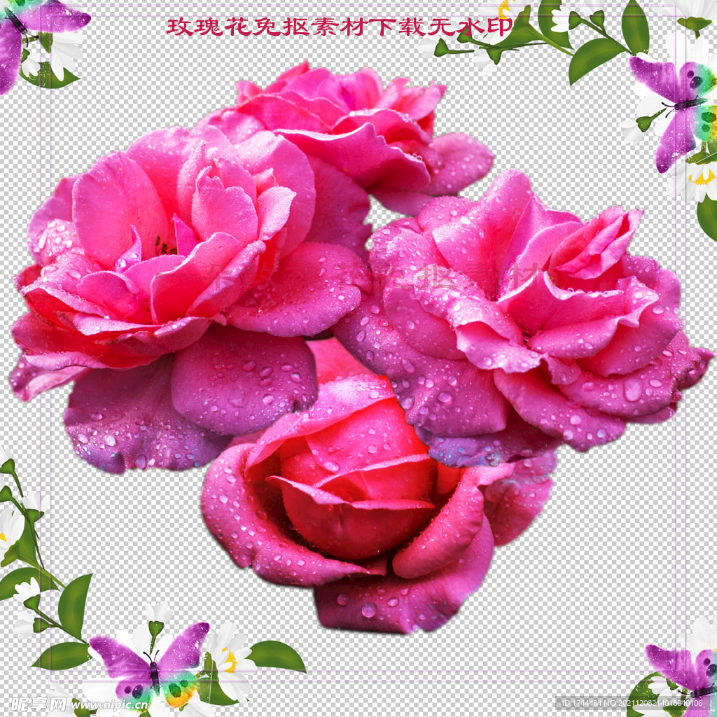 一朵漂亮的粉色玫瑰花图片