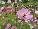 格桑花