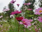 格桑花