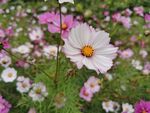格桑花