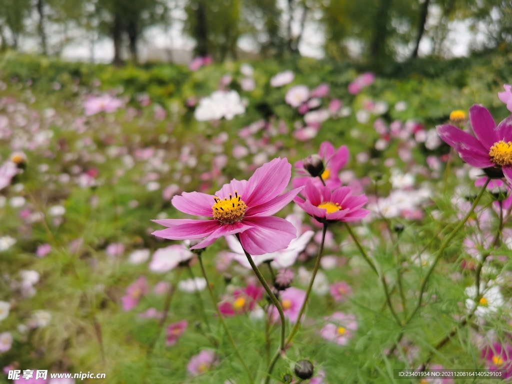 美丽格桑花