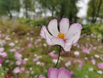 格桑花