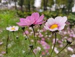 美丽格桑花