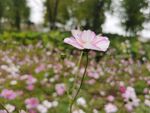 美丽格桑花