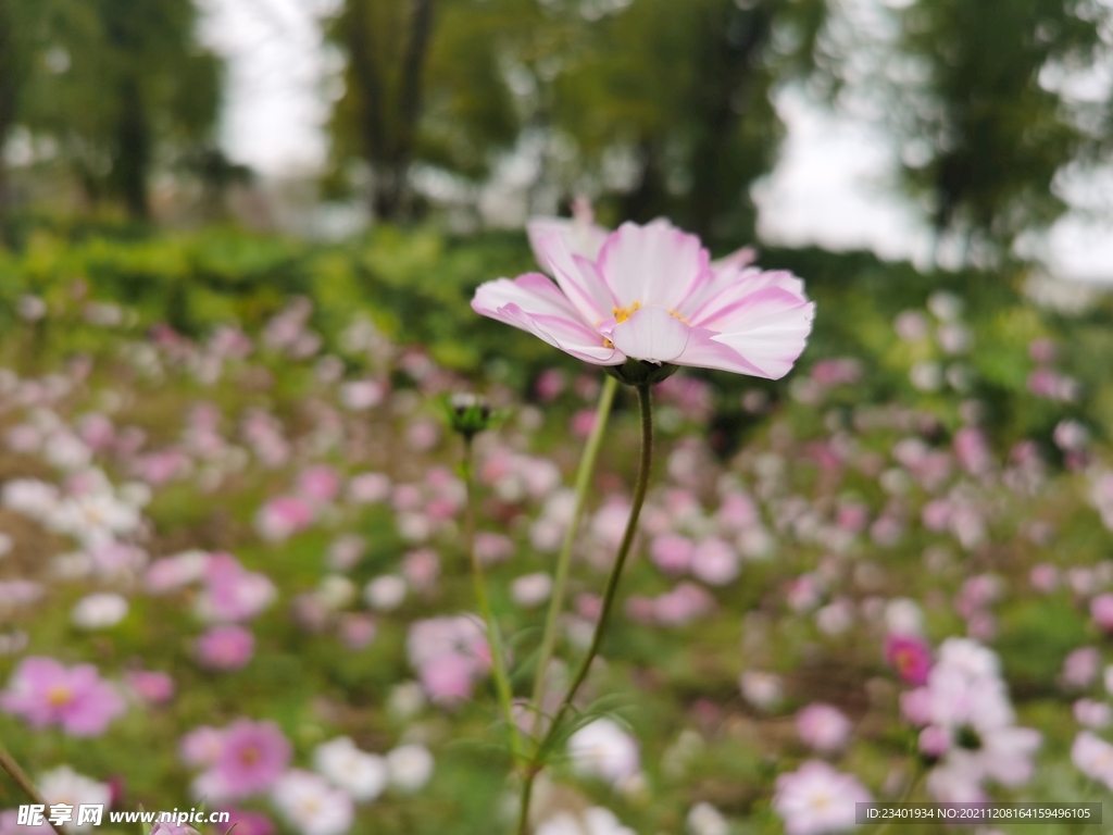 美丽格桑花