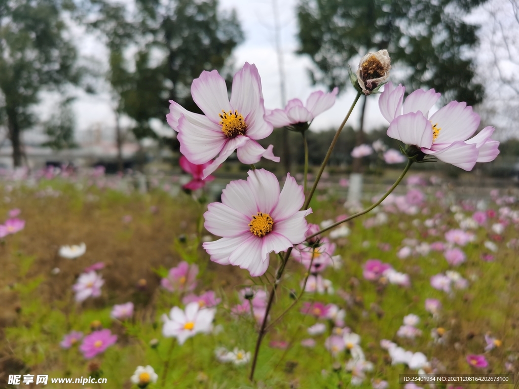 美丽清新格桑花