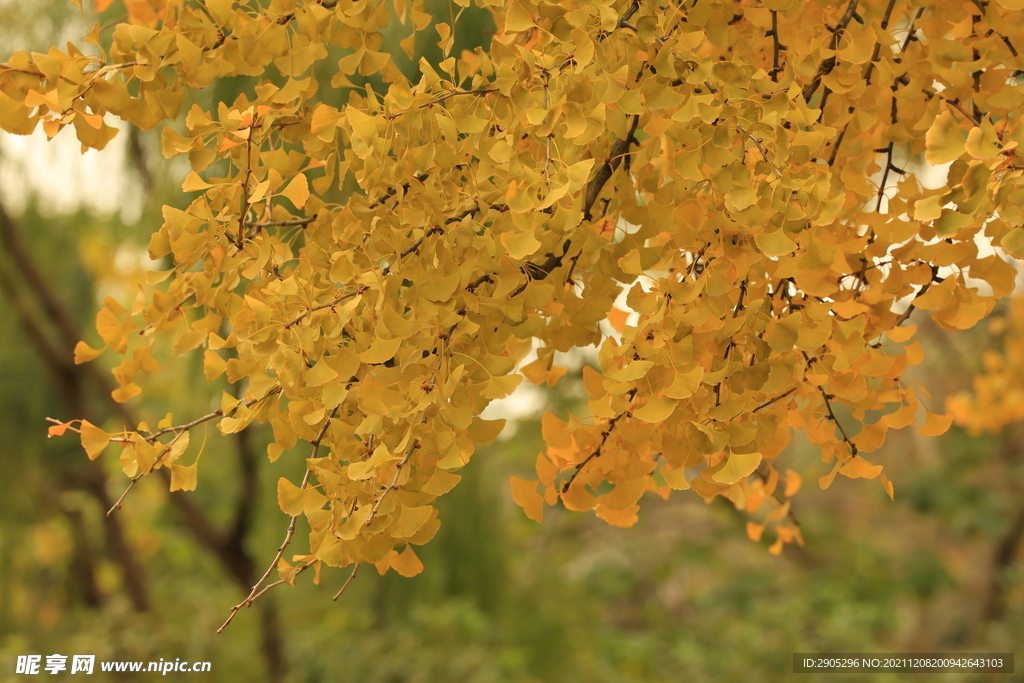 秋色银杏树树叶