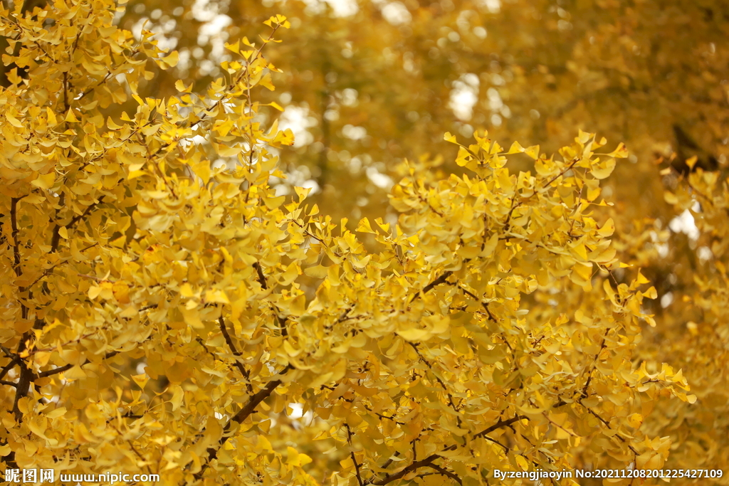 秋天的银杏树树叶