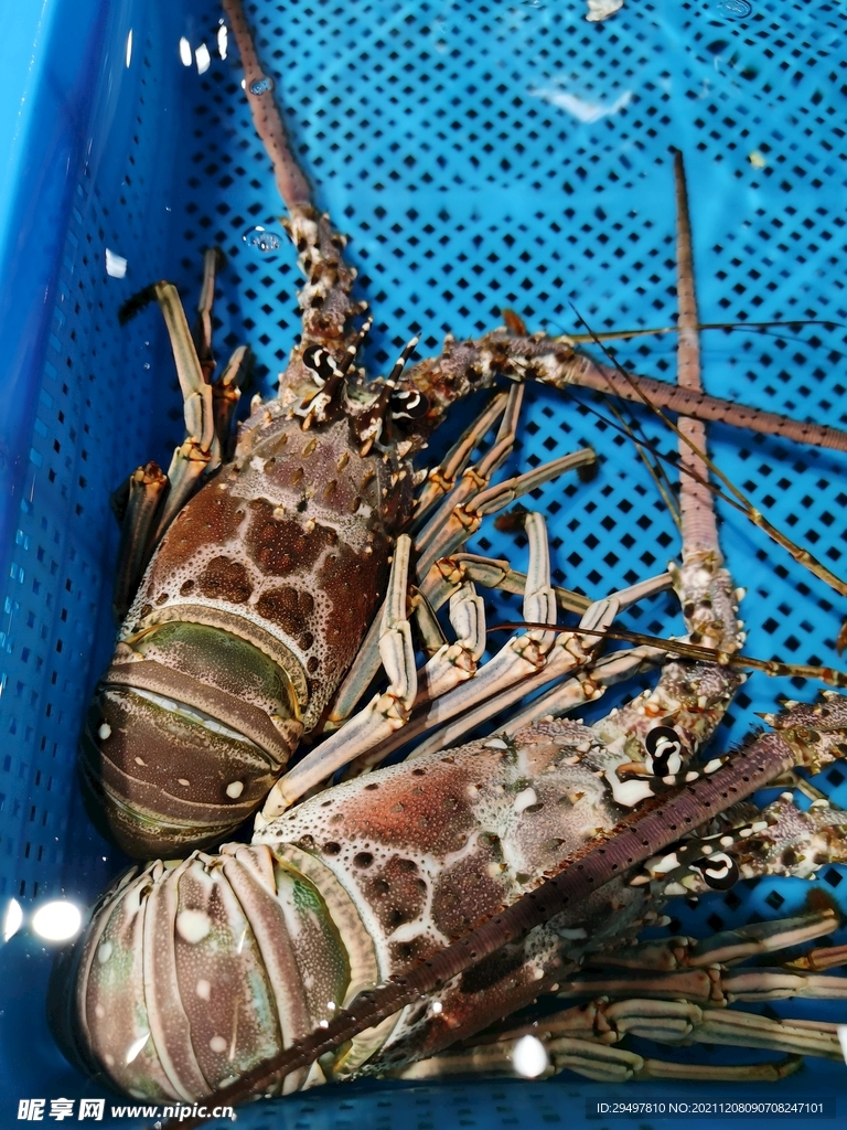 龙虾