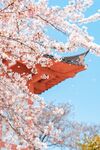 樱花  