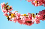 樱花  
