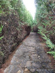 林荫小路