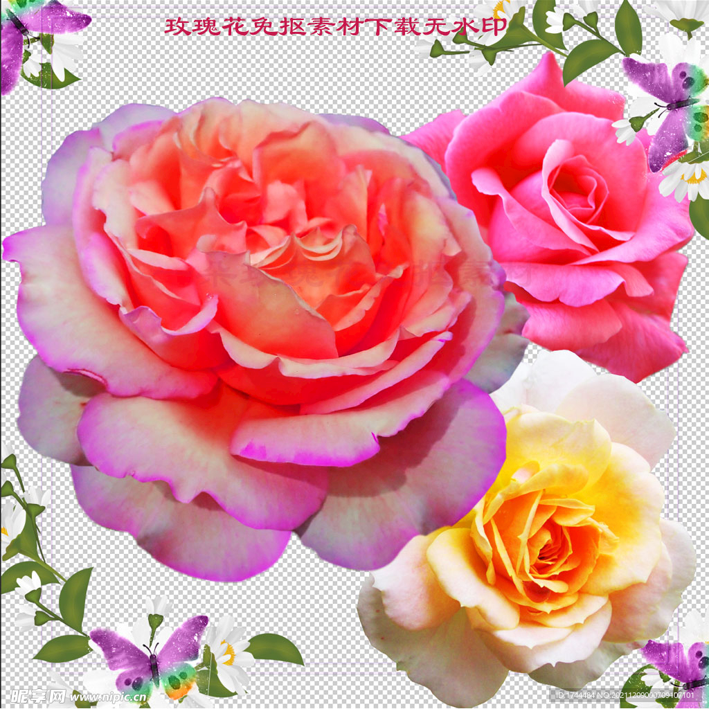 美丽漂亮的粉色玫瑰花图片