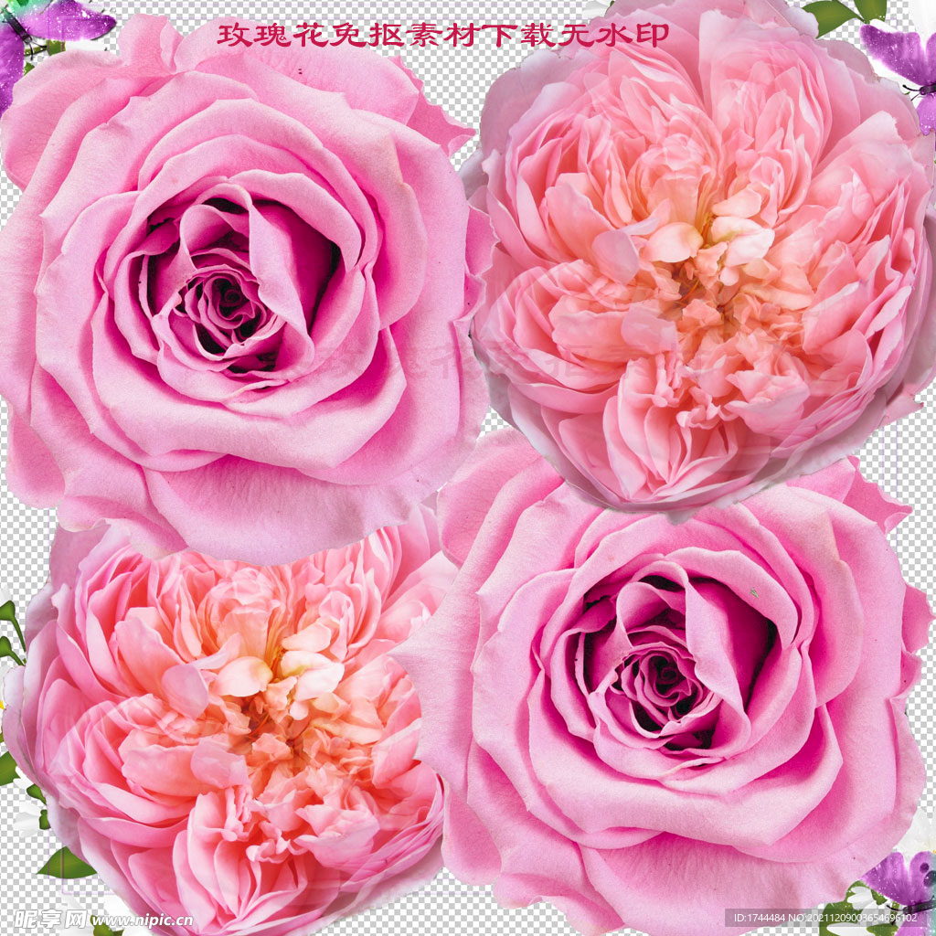 唯美漂亮的粉色玫瑰花图片