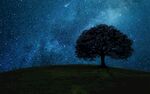 星空 唯美大树背景图