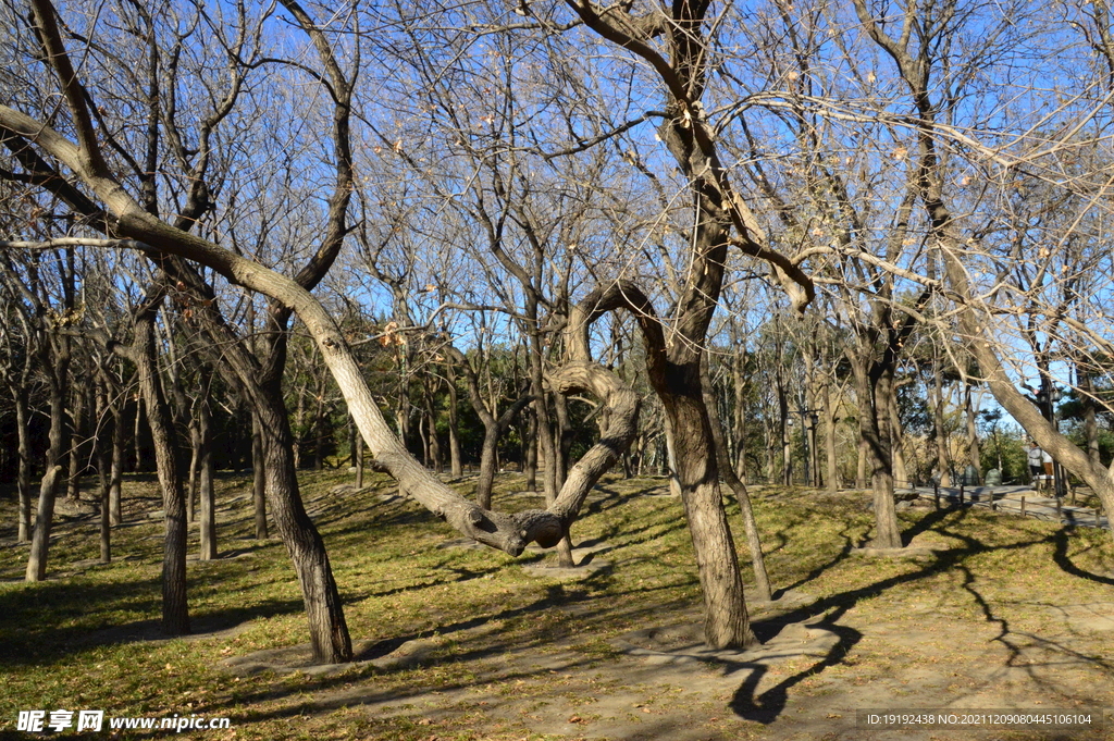 冬日风景