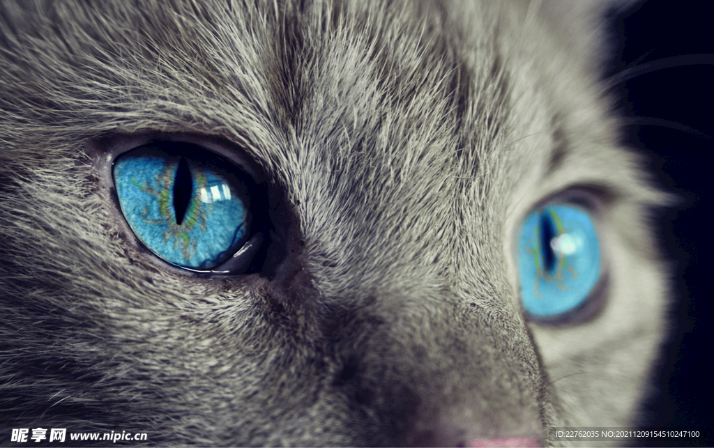 猫