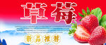 草莓
