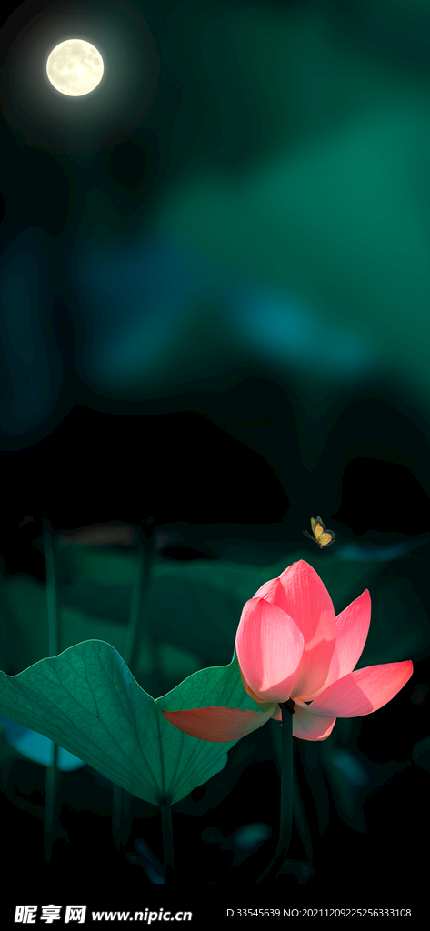 荷花