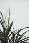 草类植物