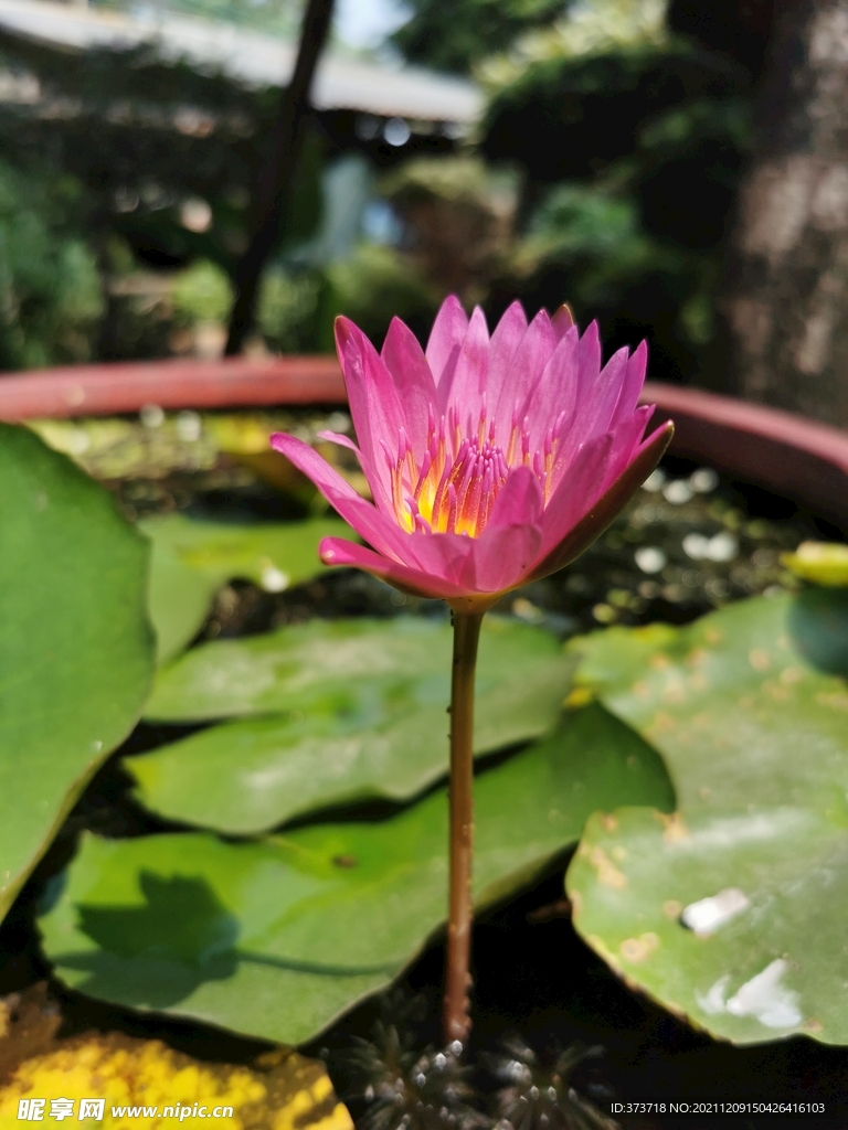  睡莲花