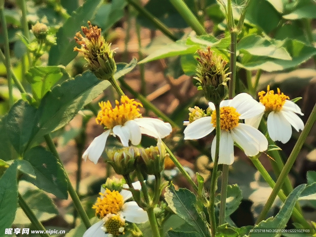 小白花