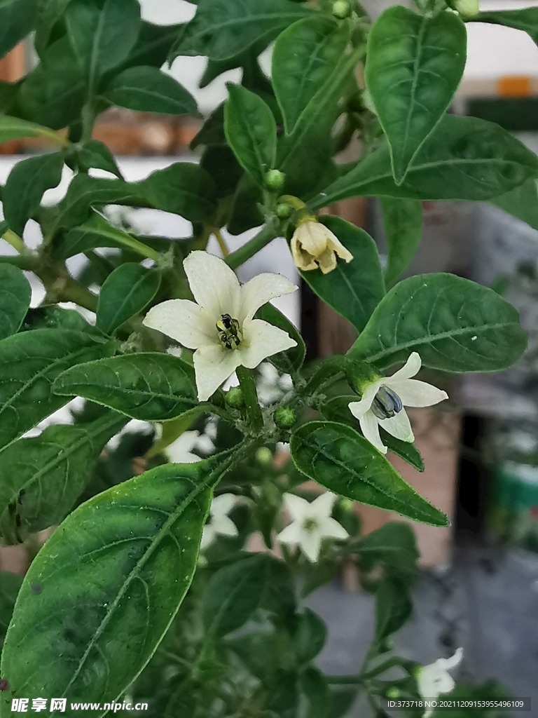 辣椒花 