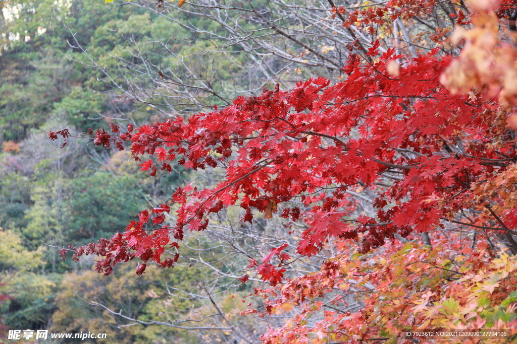 红红的枫叶绝美秋色