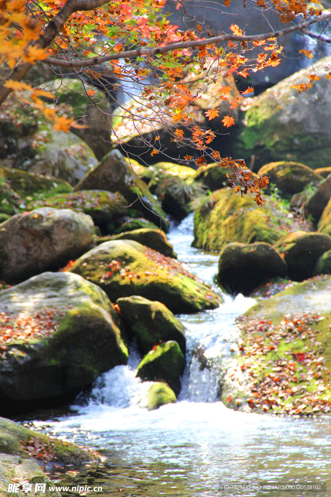 红枫叶和苔藓石头绝美溪水