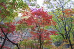 老边沟层层的红绿枫叶