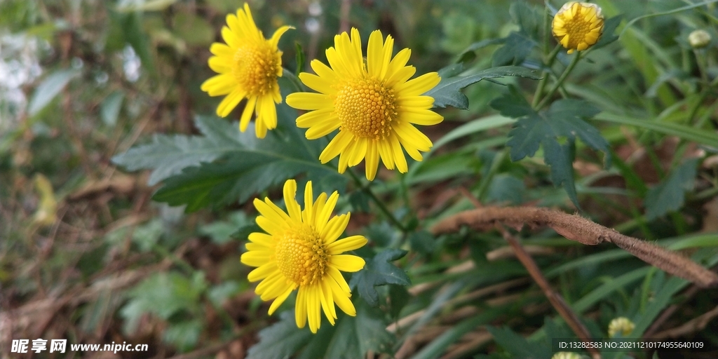 野菊花图片