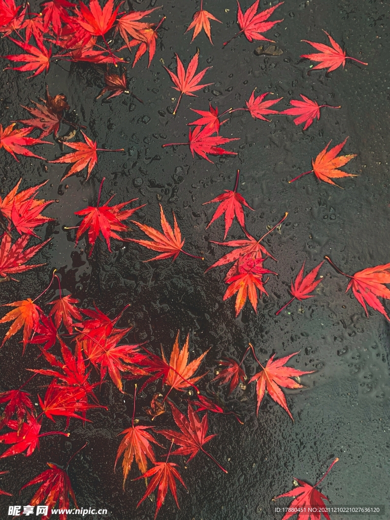 枫叶