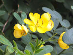 黄色决明花