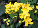 决明花