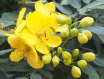 决明花