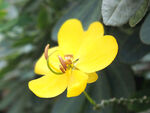 决明花