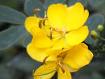 决明花