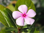 长春花
