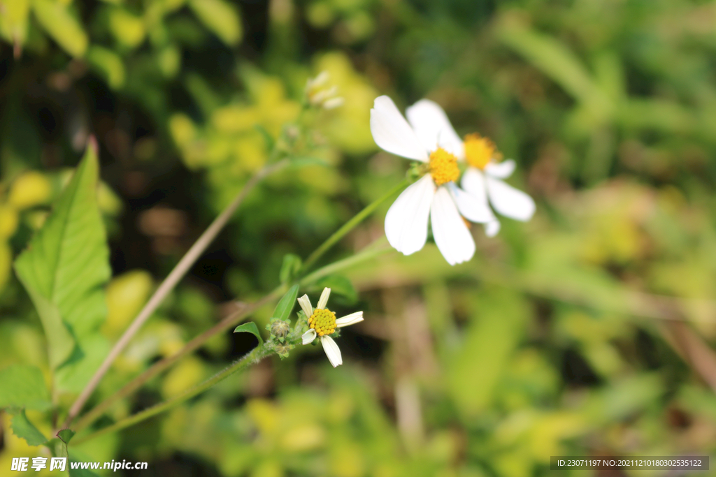 白花
